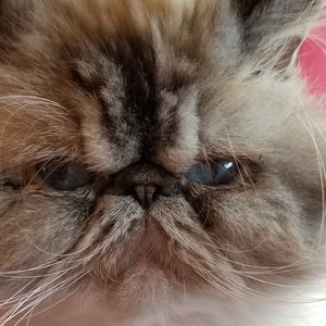 Meet your Posher, Donna robert